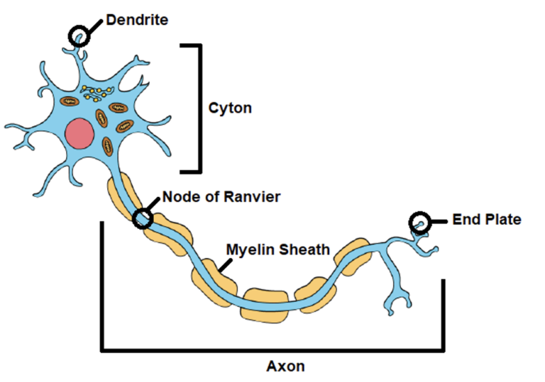 The Neuron